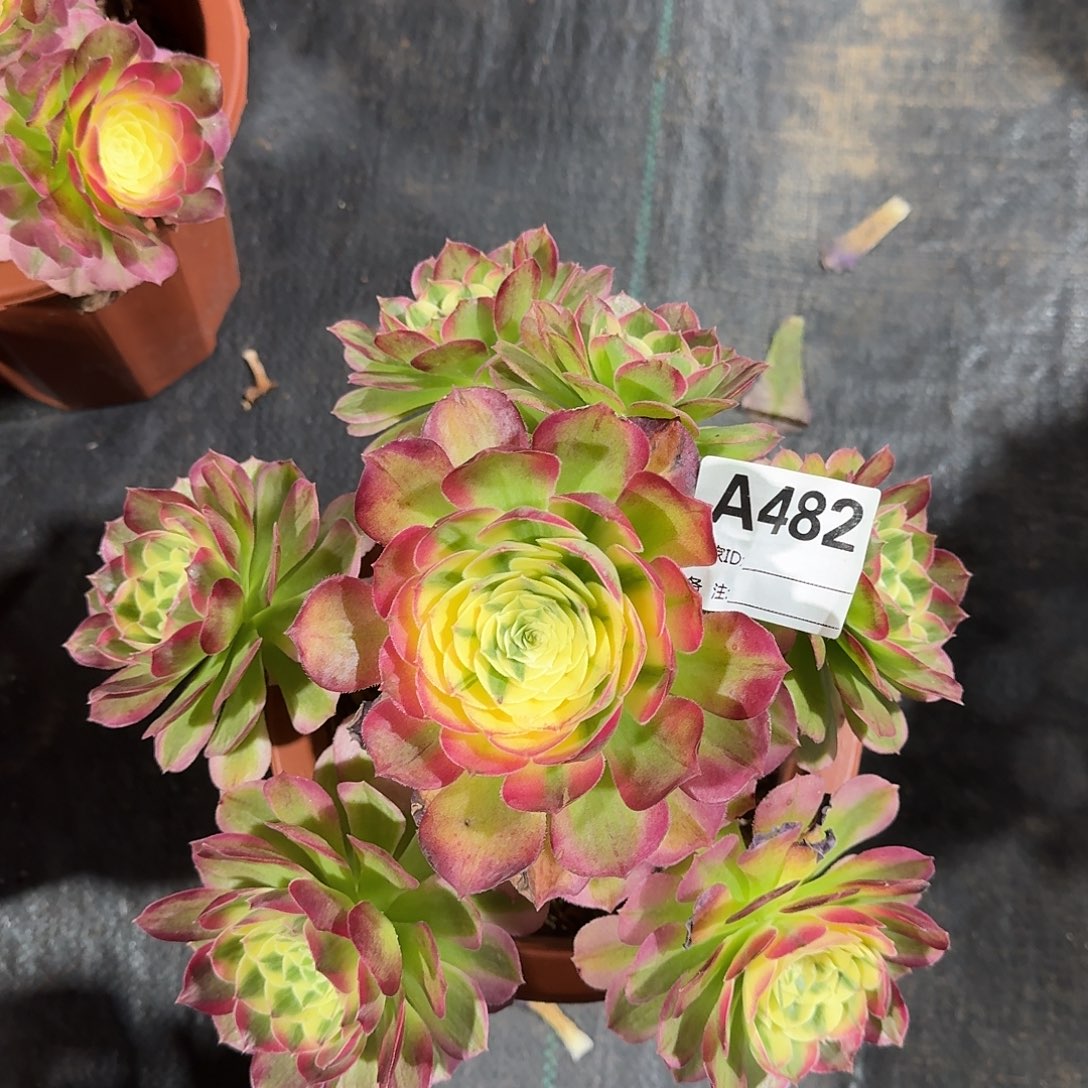 海仙多肉法师a482