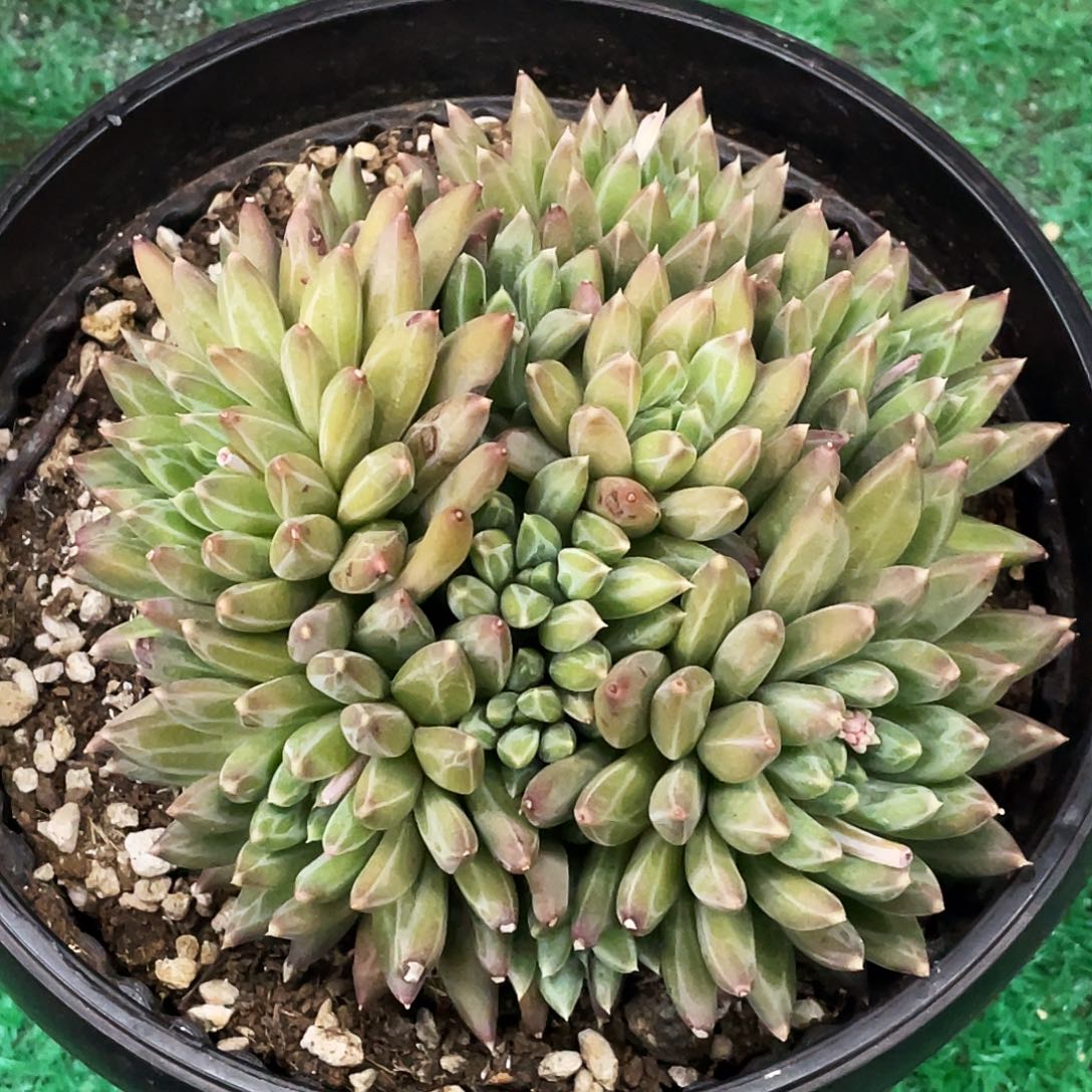 整桩无砍多头手捧黛玉美人一颗