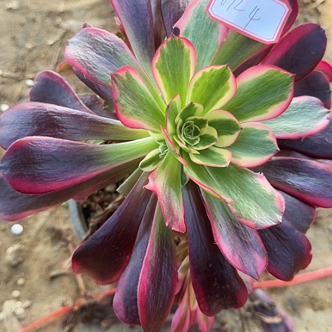 多肉植物凤冠672号