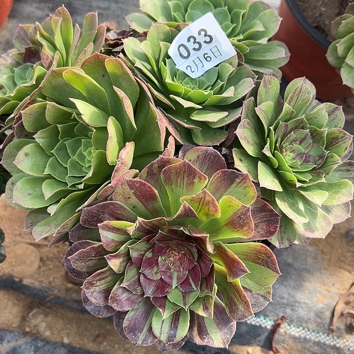 2.6-33花月夜多肉