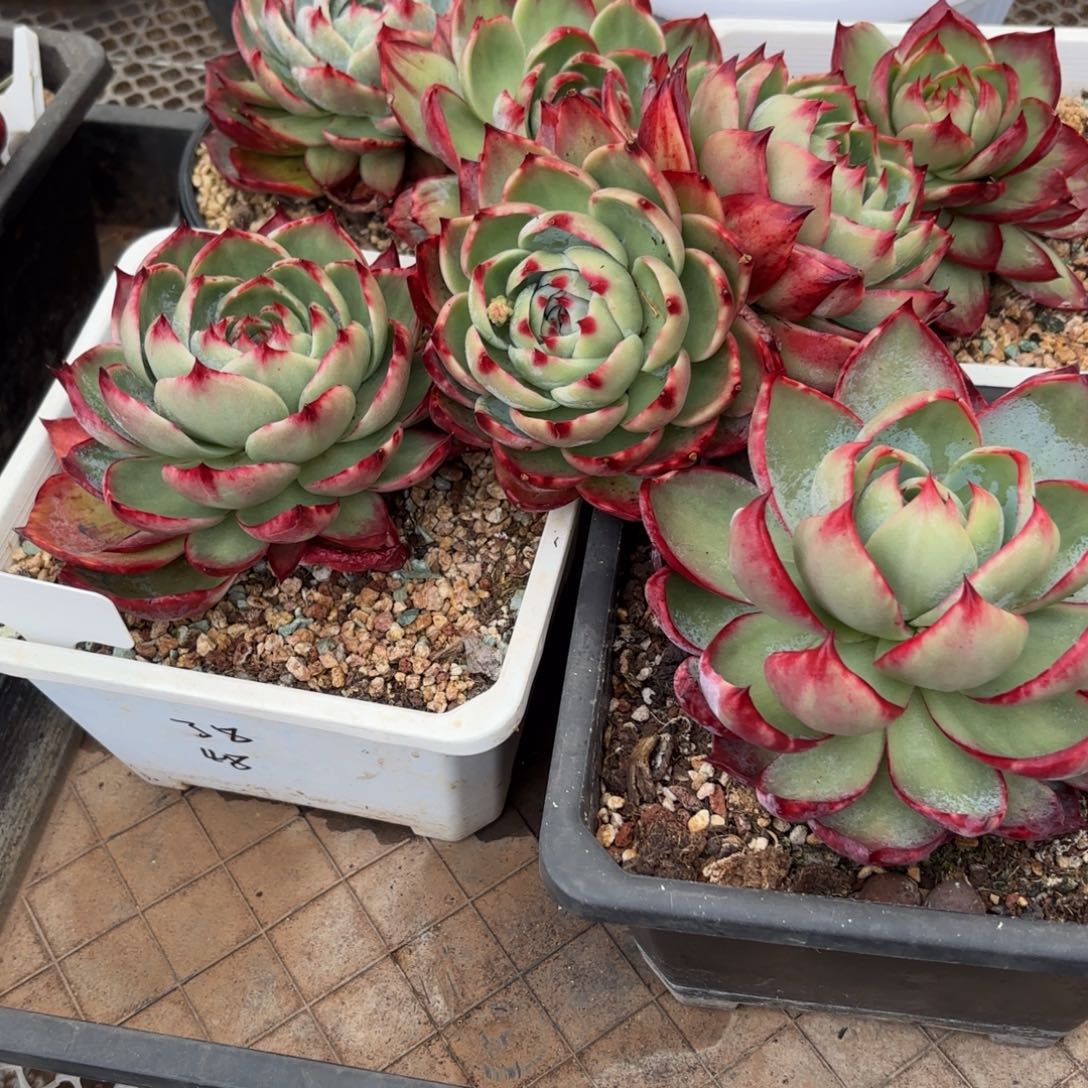 ****妹哈哈哈哈哈哈哈哈哈哈哈哈哈