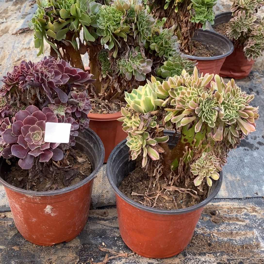 多肉植物组合拼盘1