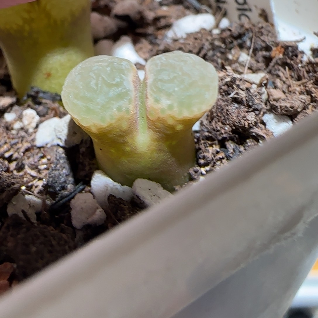 肉锥多肉植物百科25-粉樱836