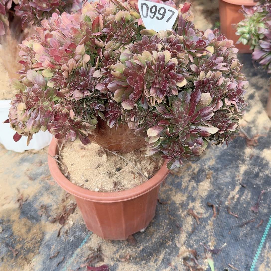 997玫瑰一颗有叶子伤