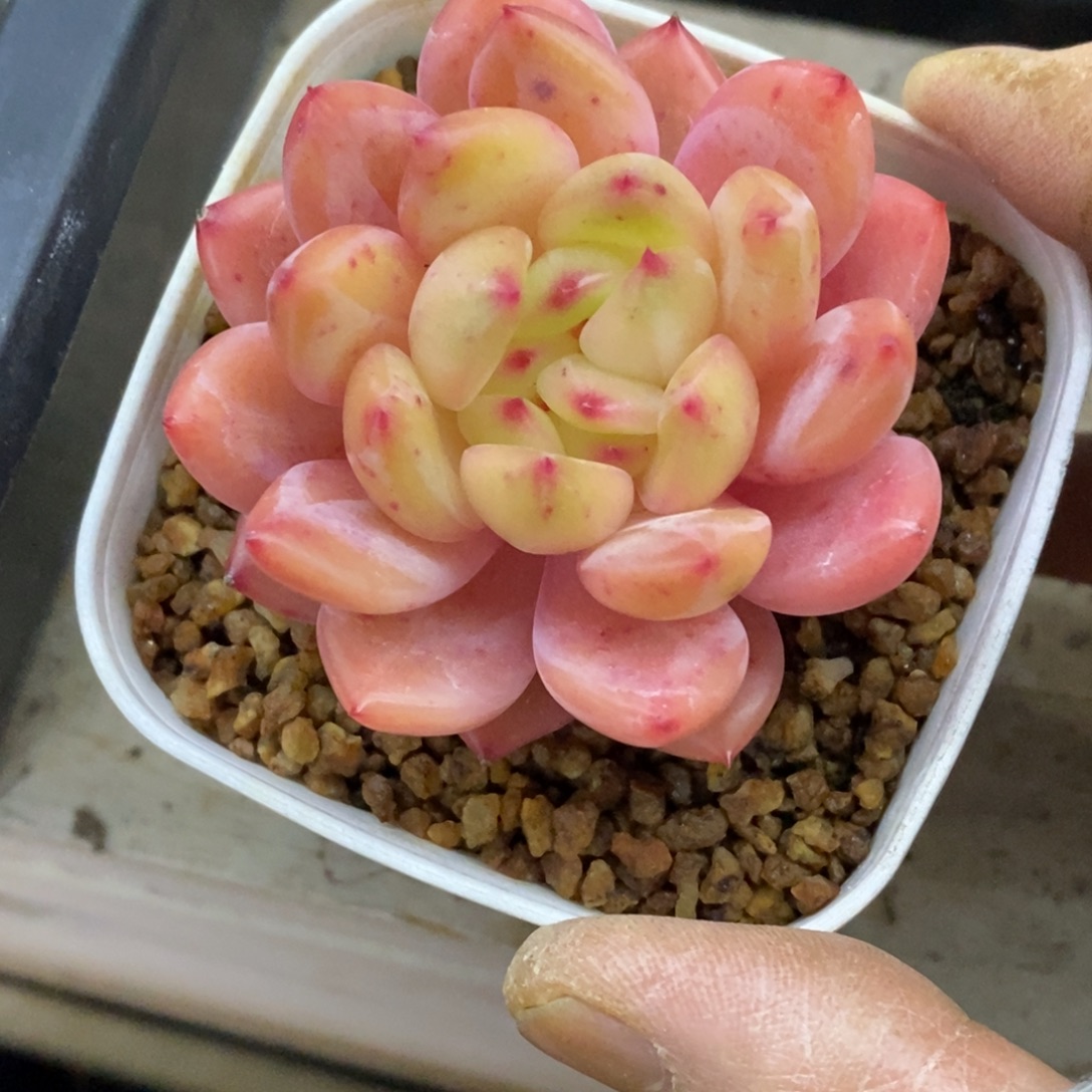 精品多肉一物一拍不包整400