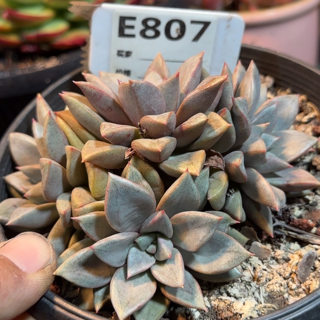 琅琊807一物一拍包装收缩花旱