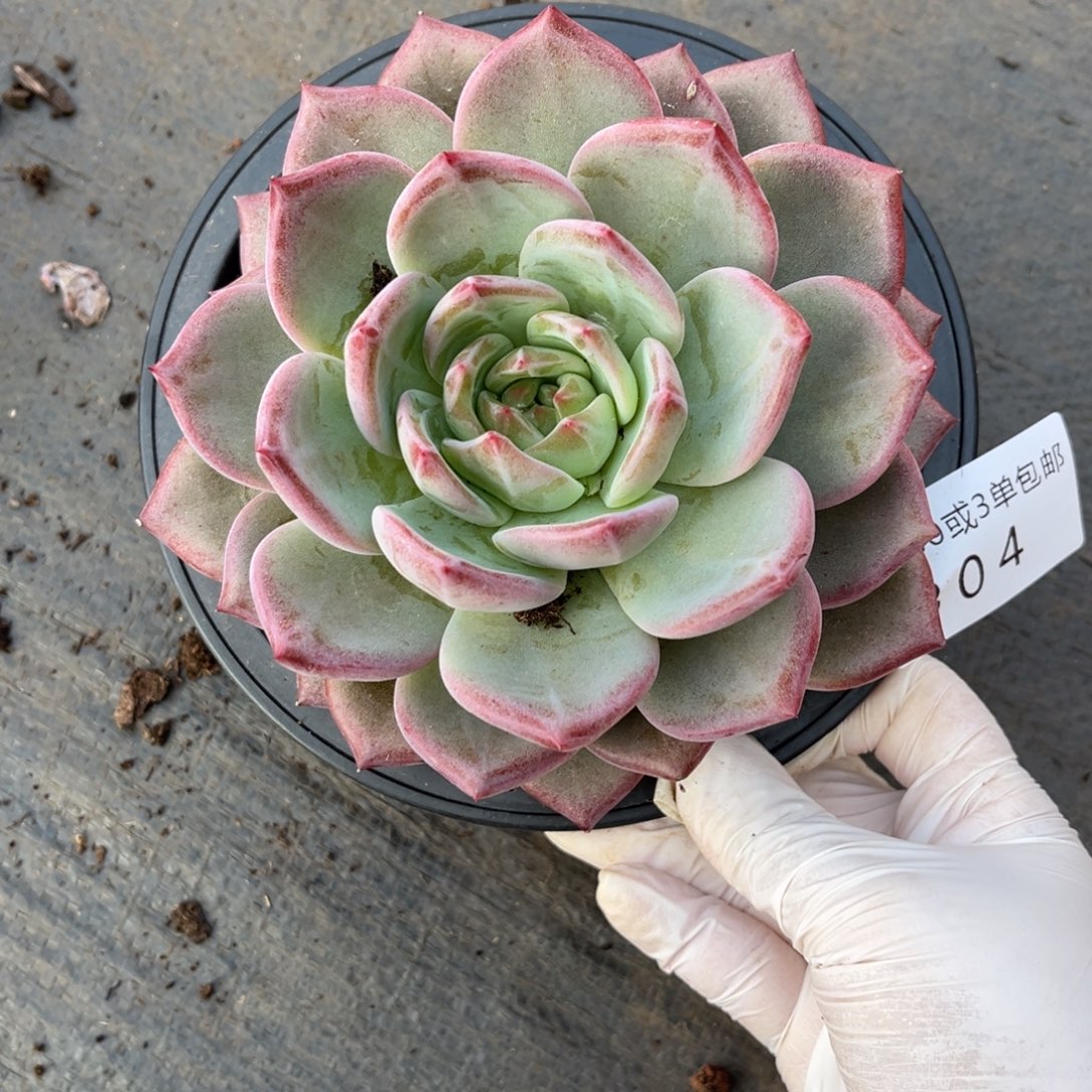 304黑骑士多肉植物……