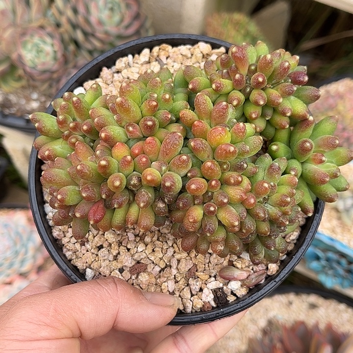 寄养多肉植物一物一拍