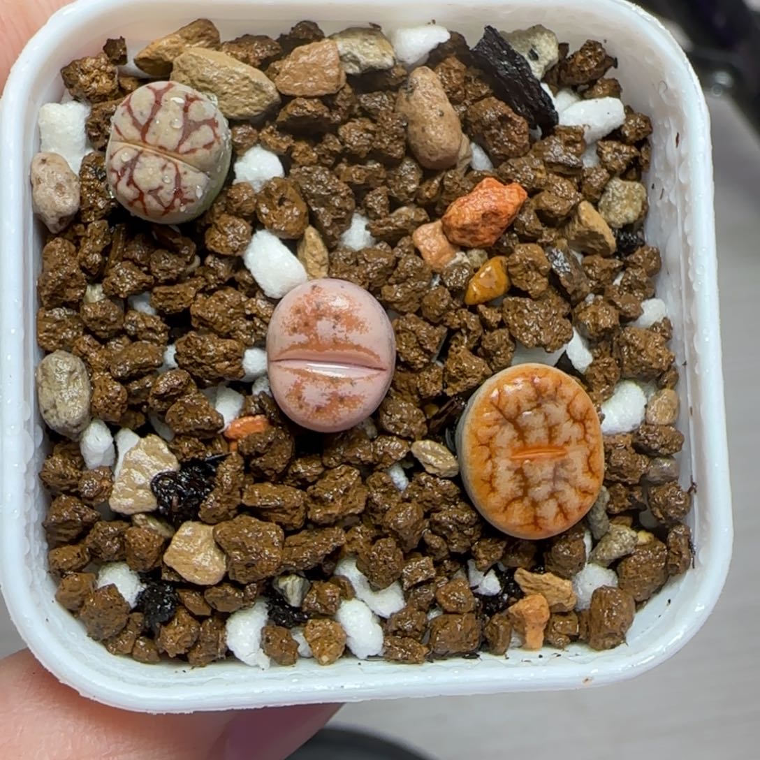 开播福利秒生石花大棚直播