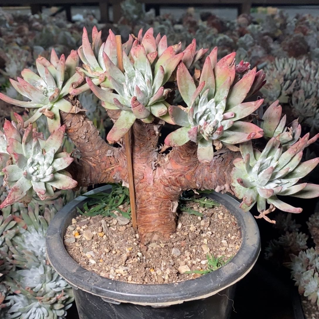 2052微抗压高腿哈哈哈哈哈哈哈哈哈哈哈哈