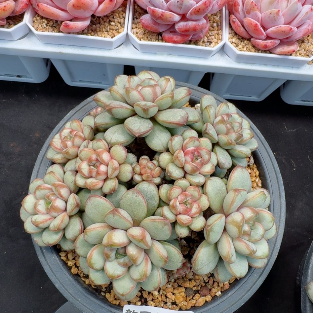 多肉植物  葡萄老桩  517