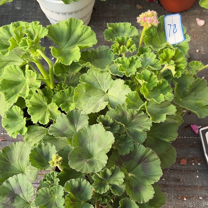 完全开放天竺葵78号