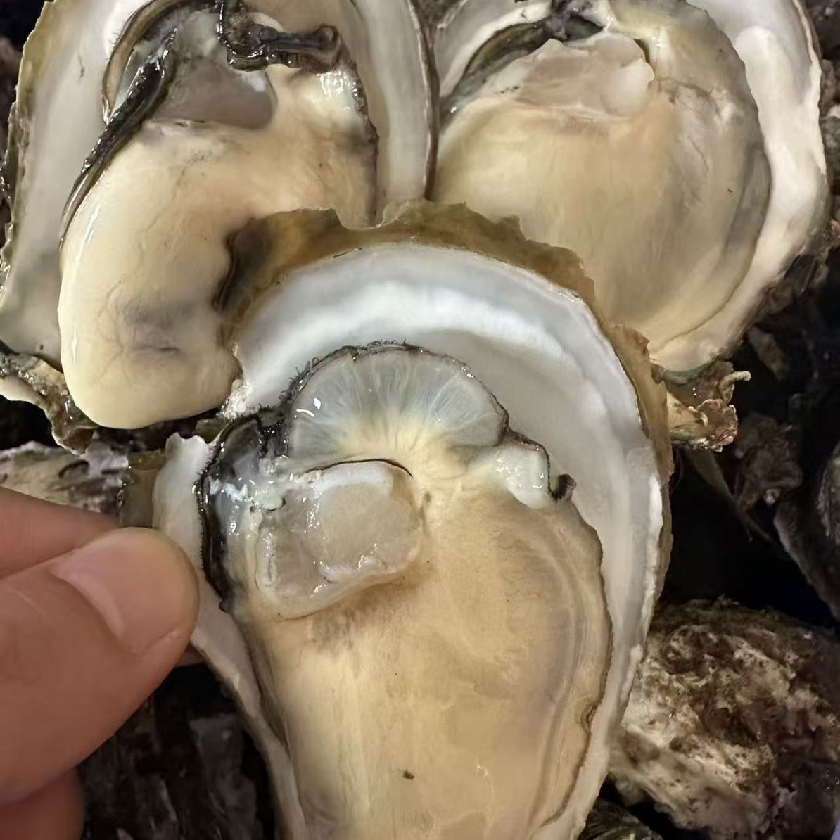 【湛江铁三角】湛江官渡生蚝 肥嫩多汁 8斤 13斤