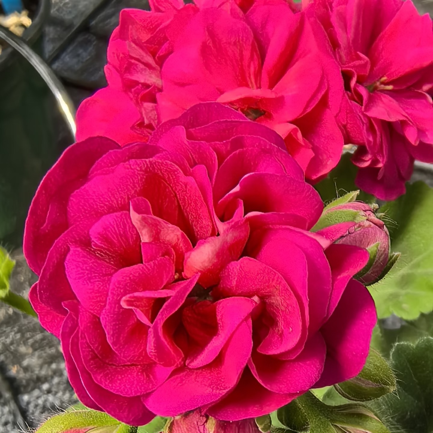 天竺葵阳光诗人花卉盆栽室内外观花植物（不拍保温 不包冻损）