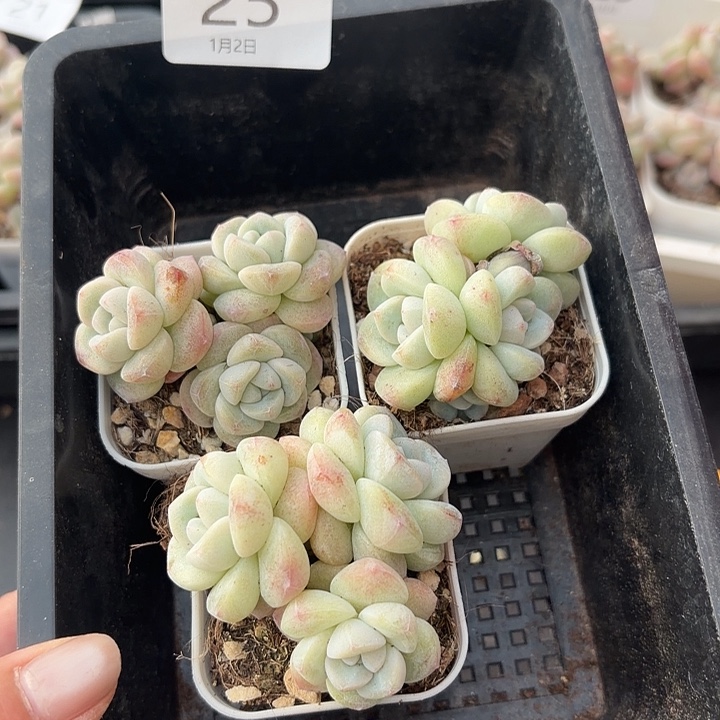 25 号多肉到手1框一物一拍