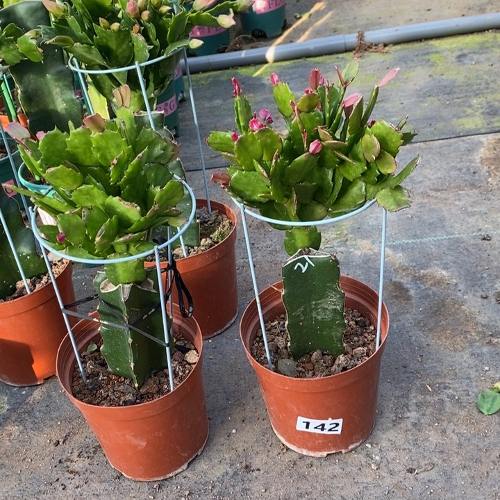 大部分花苞少量开放142嫁接037