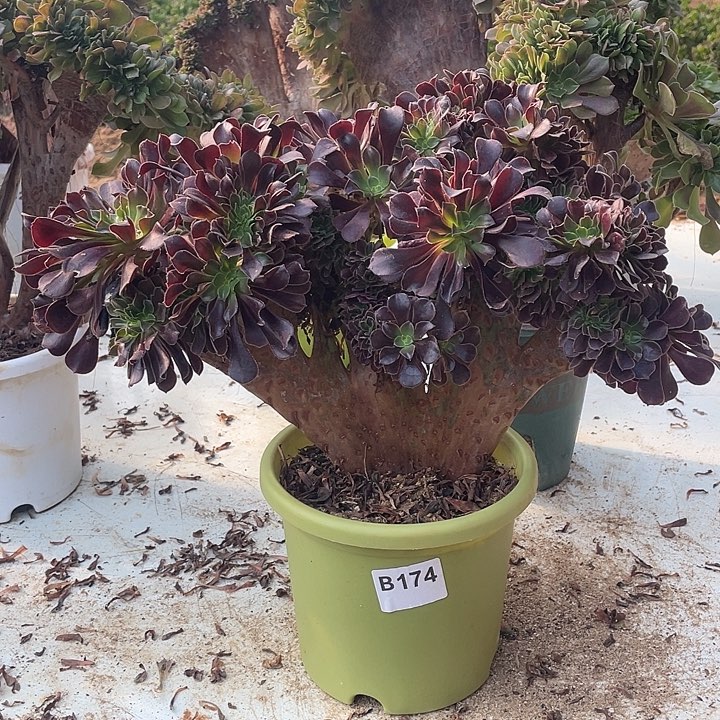 B174欧紫缀化38-1