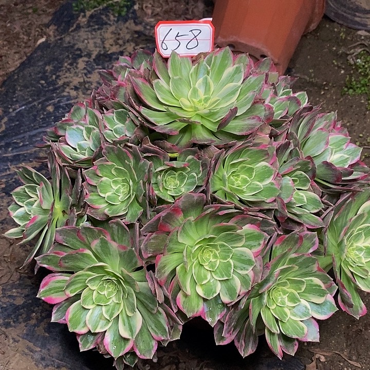 莲花座老桩捧花658号