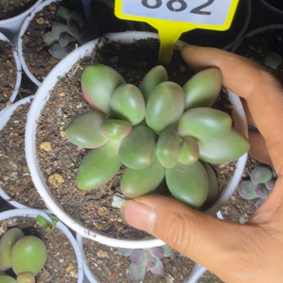 多肉植物芒果奶882