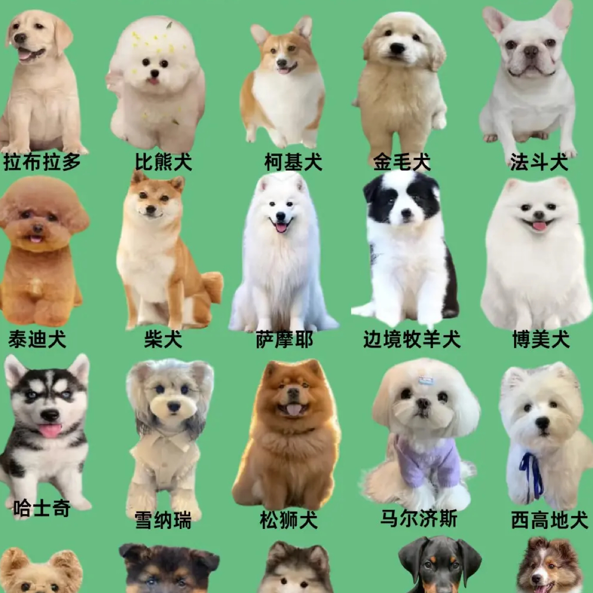 全品类品种狗狗幼犬活体小狗通用链接