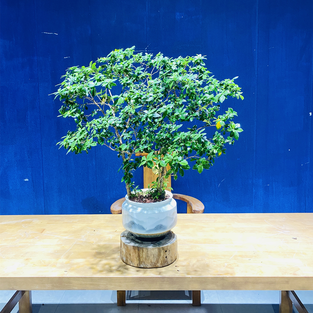 晌往I海岛栀子花美观造型盆景高度95冠幅85茶室绿植花卉盆栽茶台