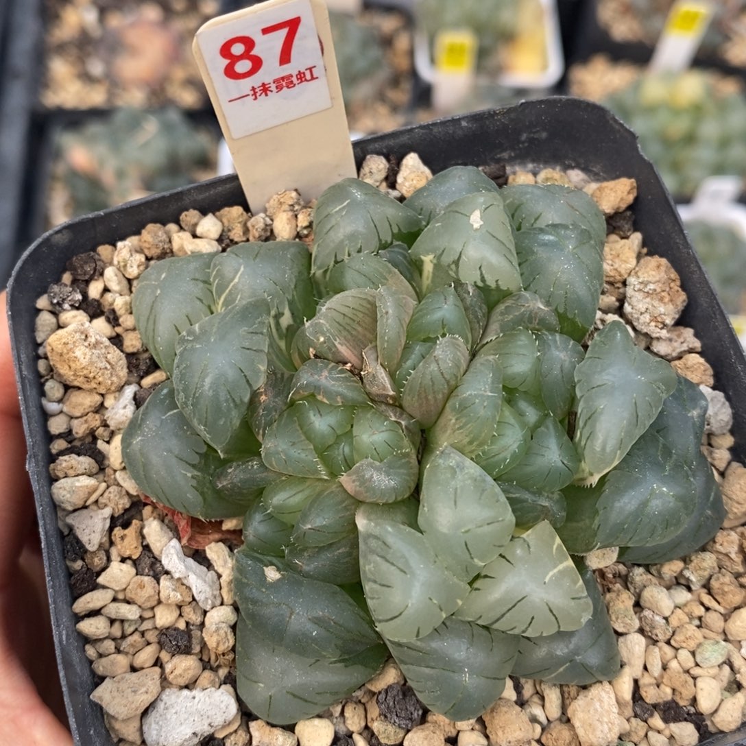 87玉露十二卷多肉植物