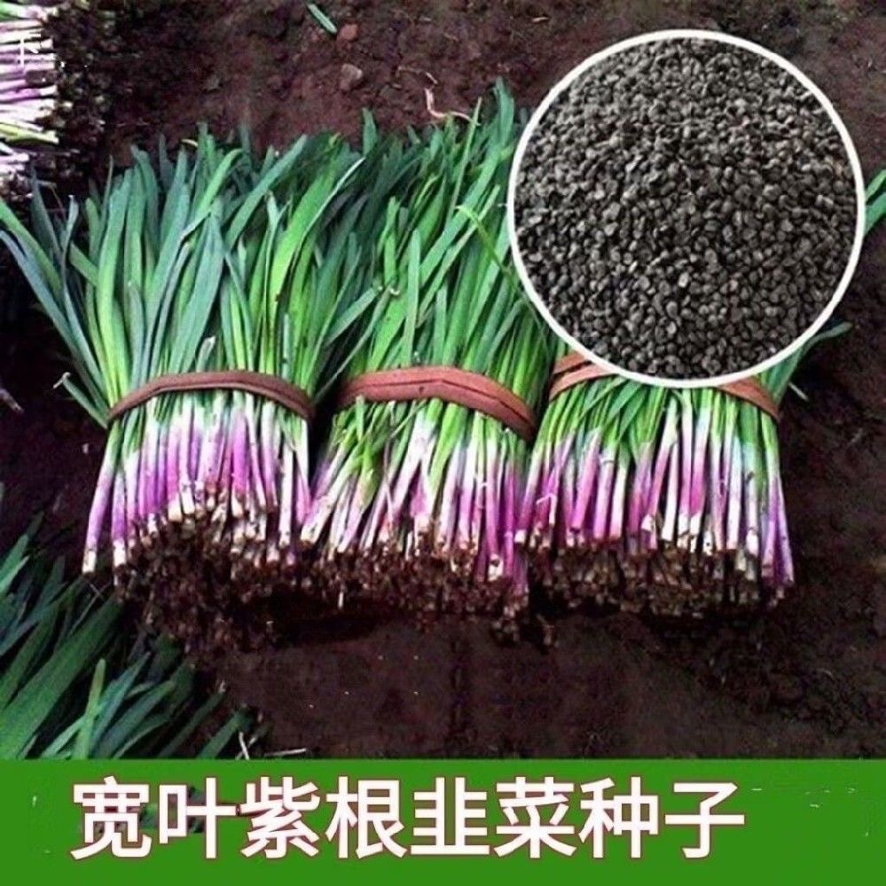 紫根韭菜种子大叶韭菜种子割茬多次四季易种蔬菜青菜阳台盆栽种子