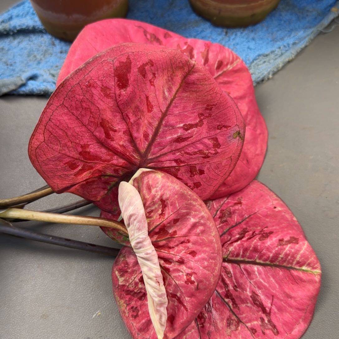 506-1023广东发货红琳达