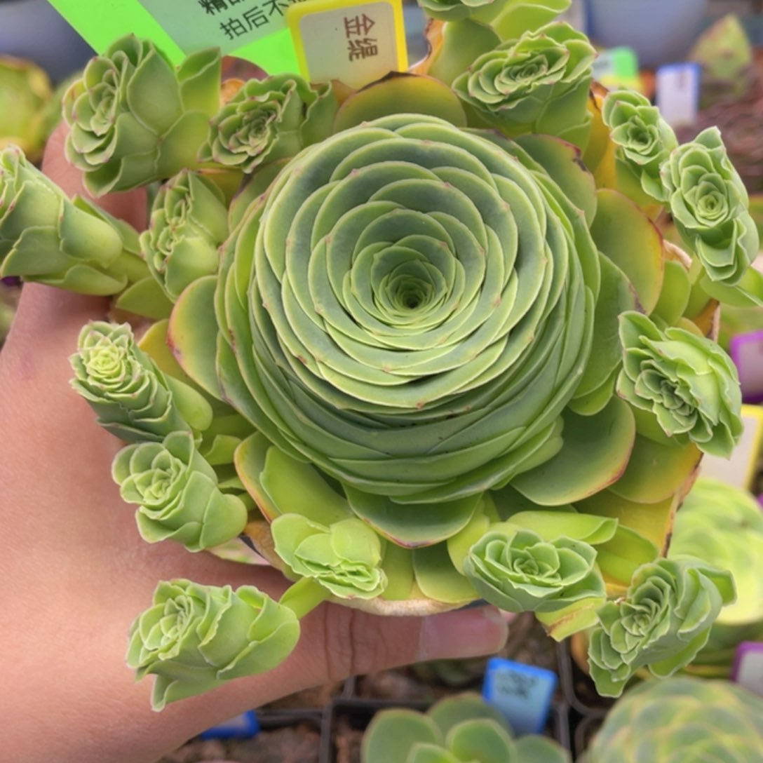 墨*金缇多肉J043一物一拍