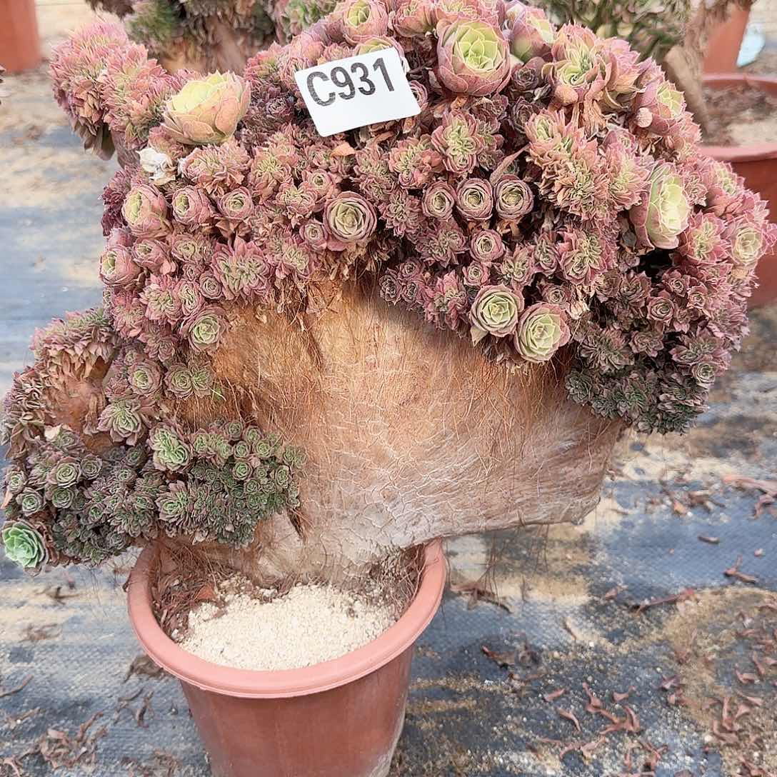 931万朵朵一颗呀呀