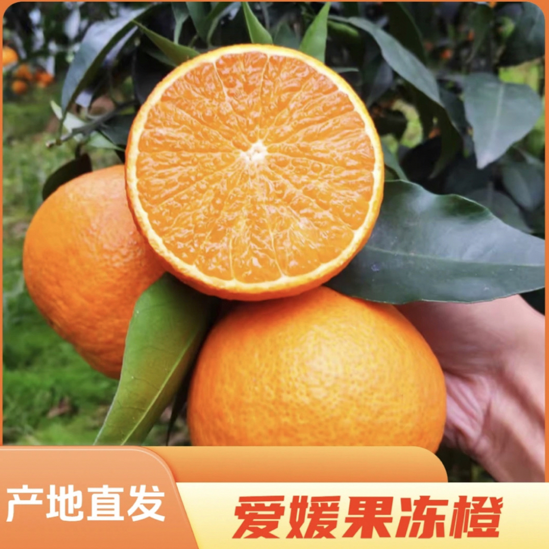 【果妈专属】四川眉山爱媛38号果冻橙现摘现发/皮薄多汁/坏果包赔
