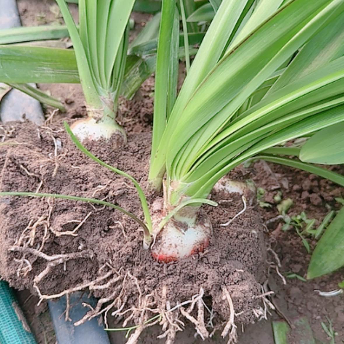 【闪购商品】无花朵昨日重现坨坨