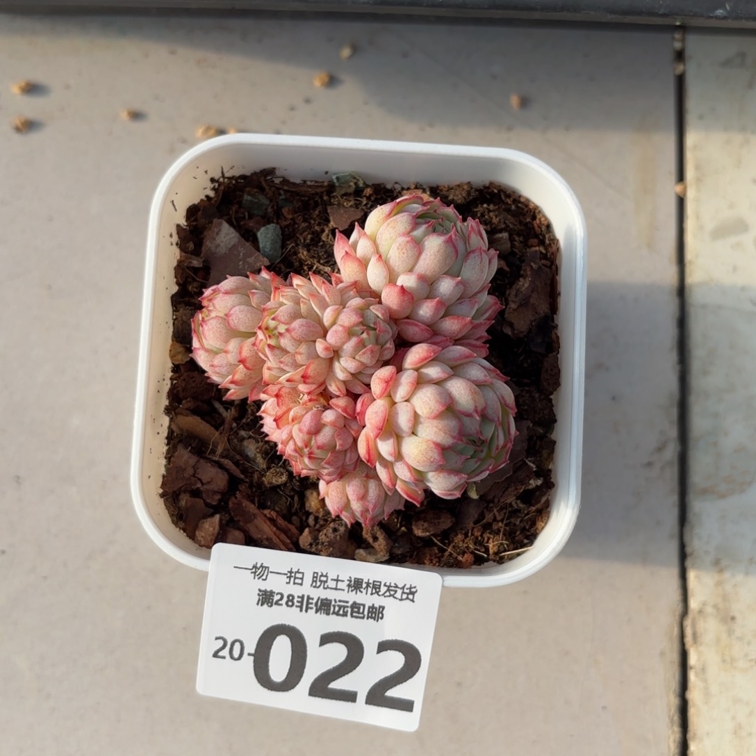 小红船多肉多肉多肉