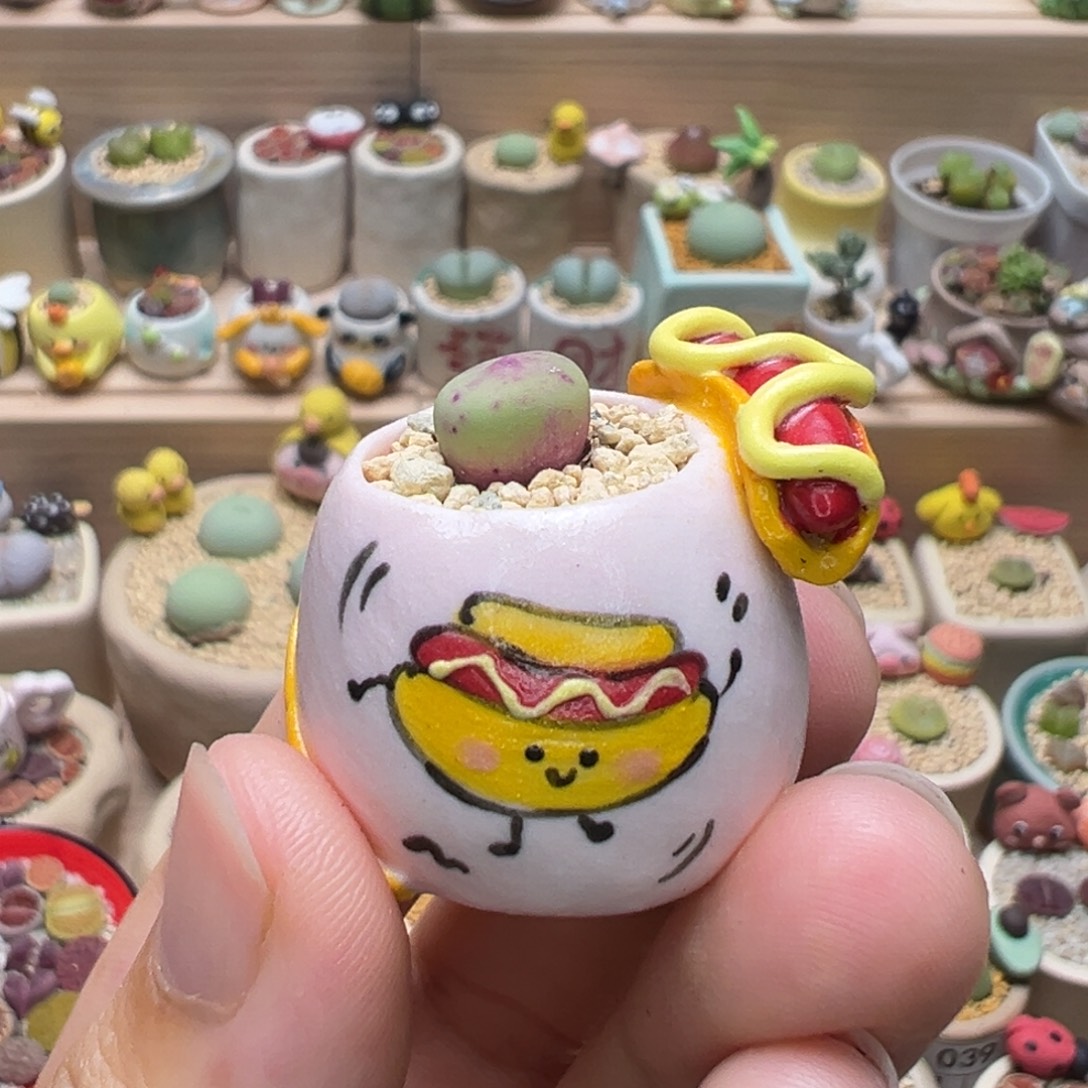 多肉植物80号换毛汉尼