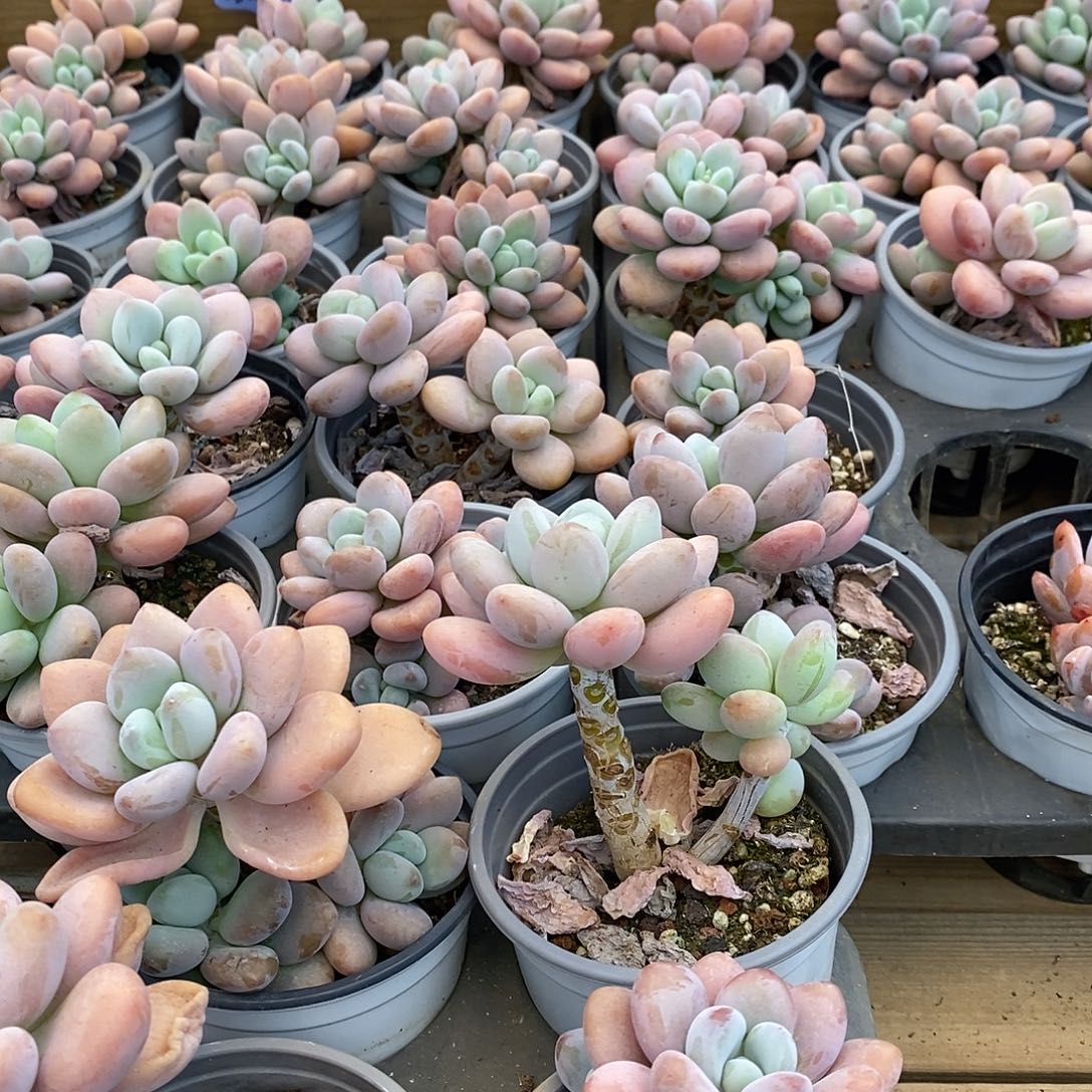 红洛神，福利多多