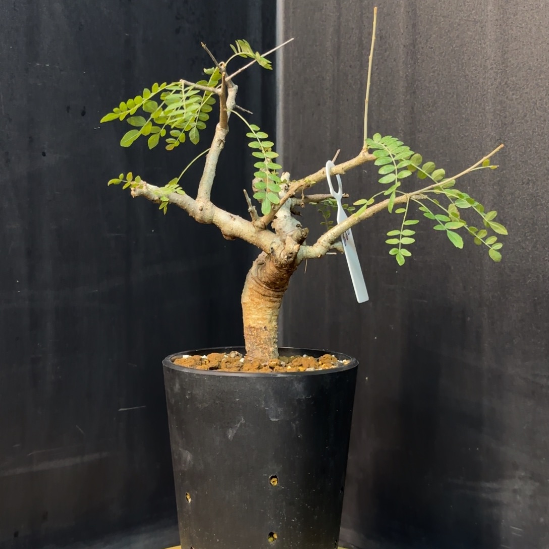 尼勒达乳香带盆发货