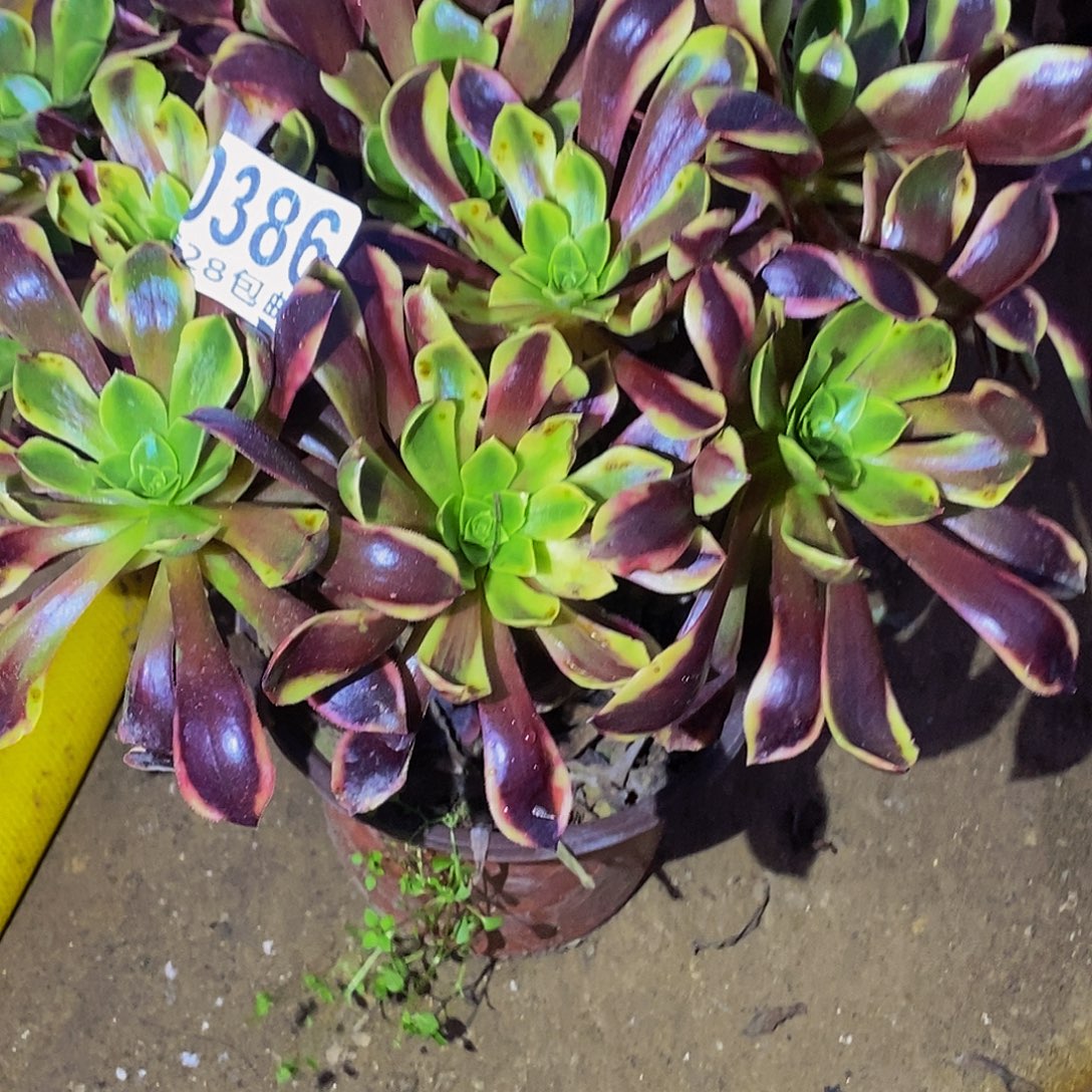 386欧佳丽多肉植物不包断枝包邮