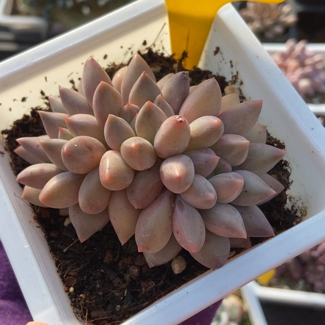 728水晶球多肉植物