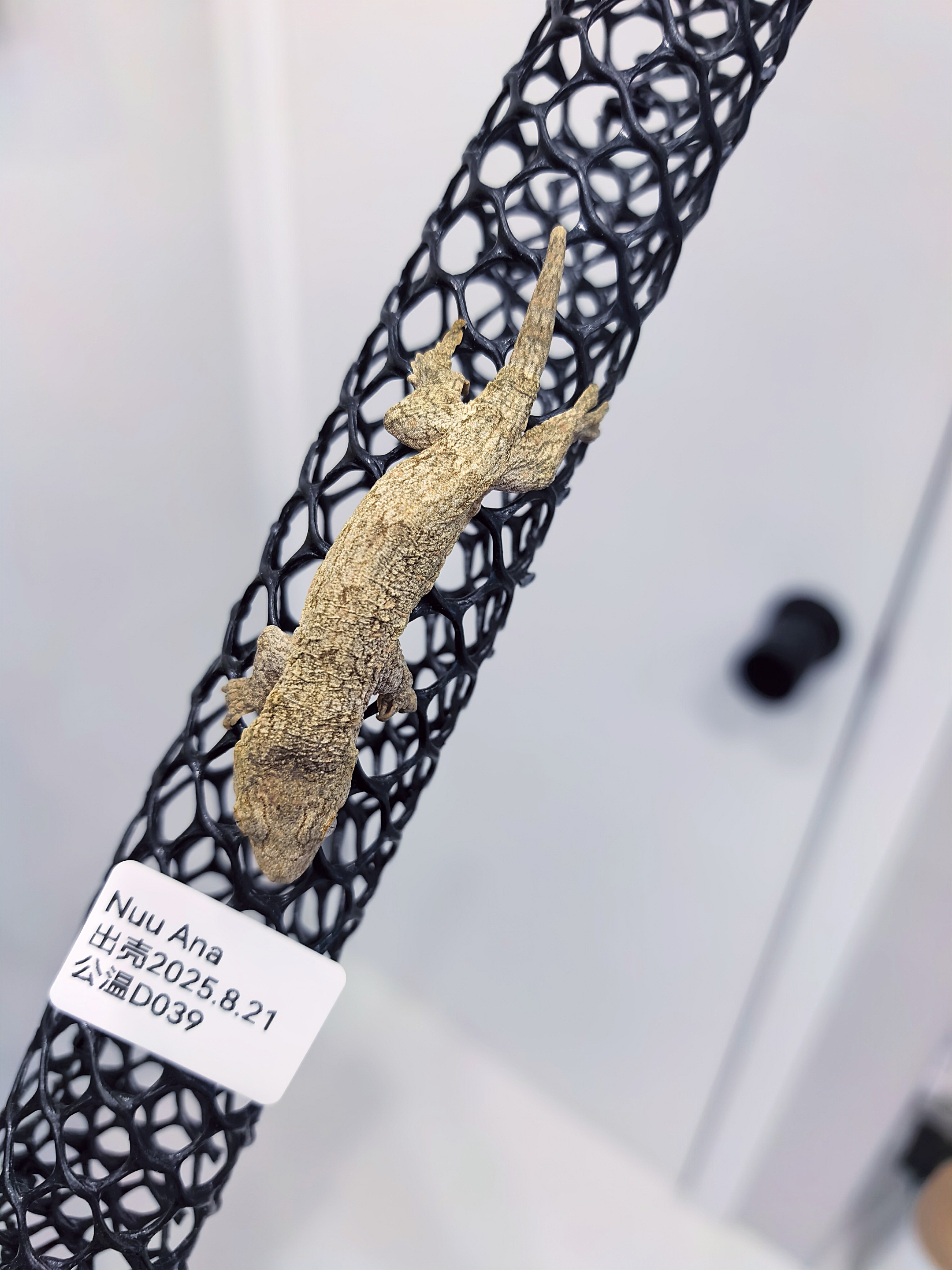 D039巨人守宫Ana公温8克主支岛红粉紫白斑黄黑绿皮亚成大小苖