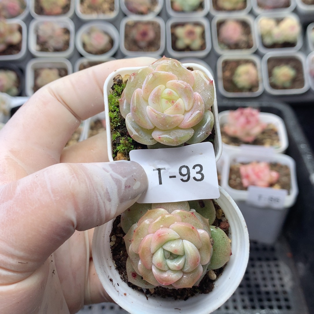 无花朵T93月英语英语