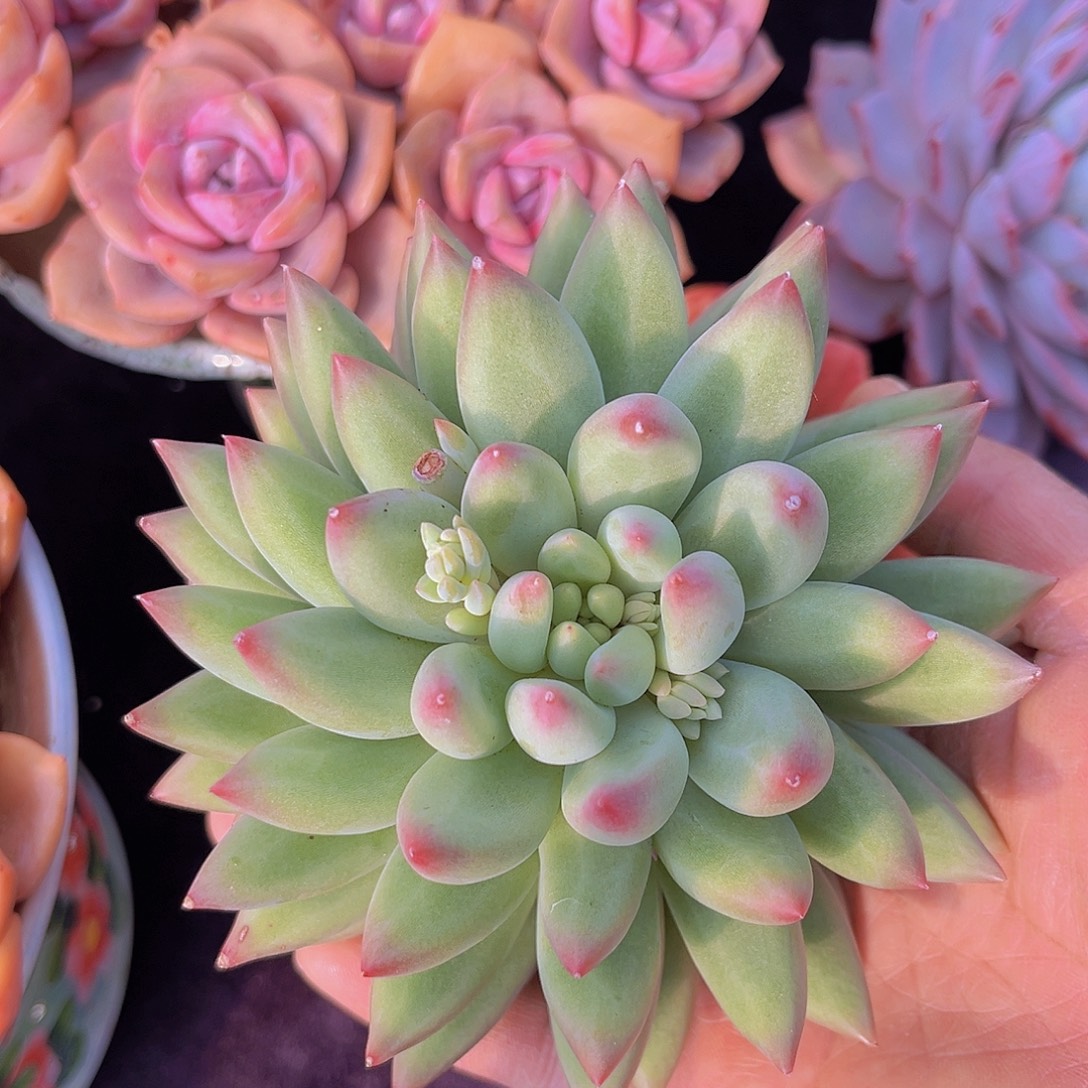 绿体红蜻蜓多肉植物多肉