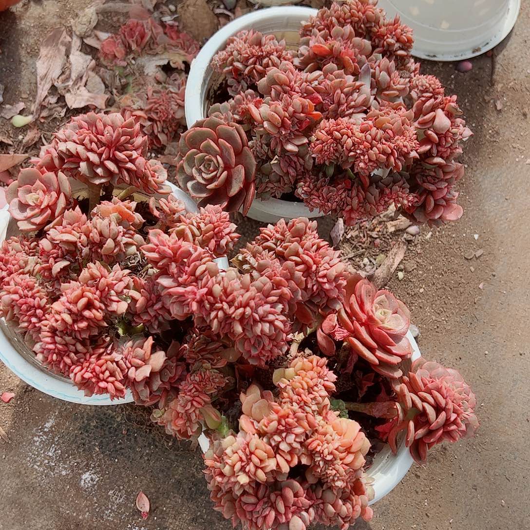 大红袍缀化精品特价