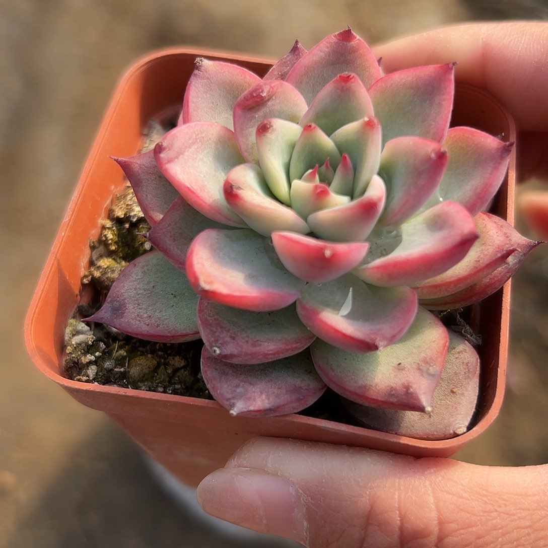 多肉植物多肉植物