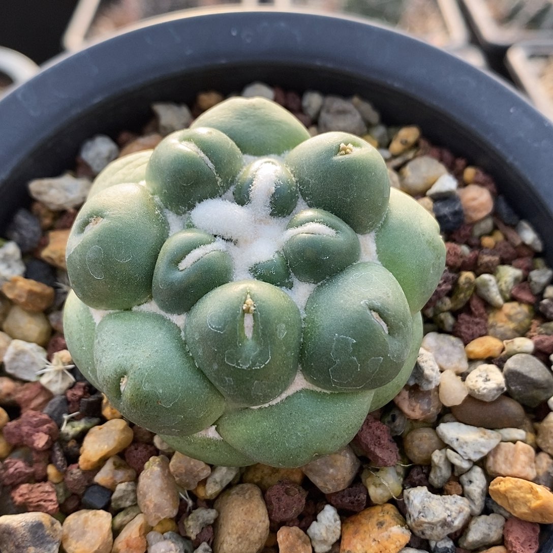 无刺象牙自根5公分左右一物一拍