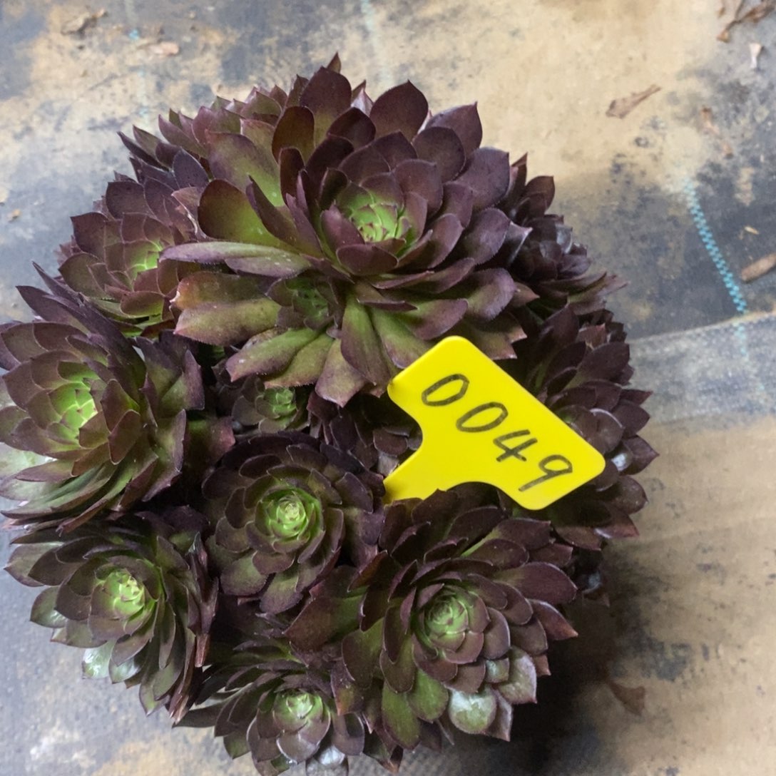 0049红魔一物一拍