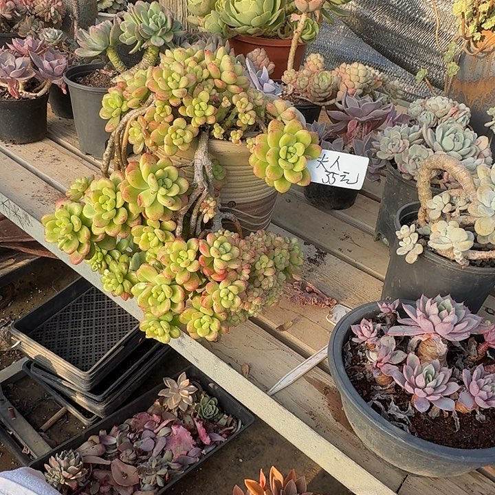 ****࿐多肉植物一物一拍夫人