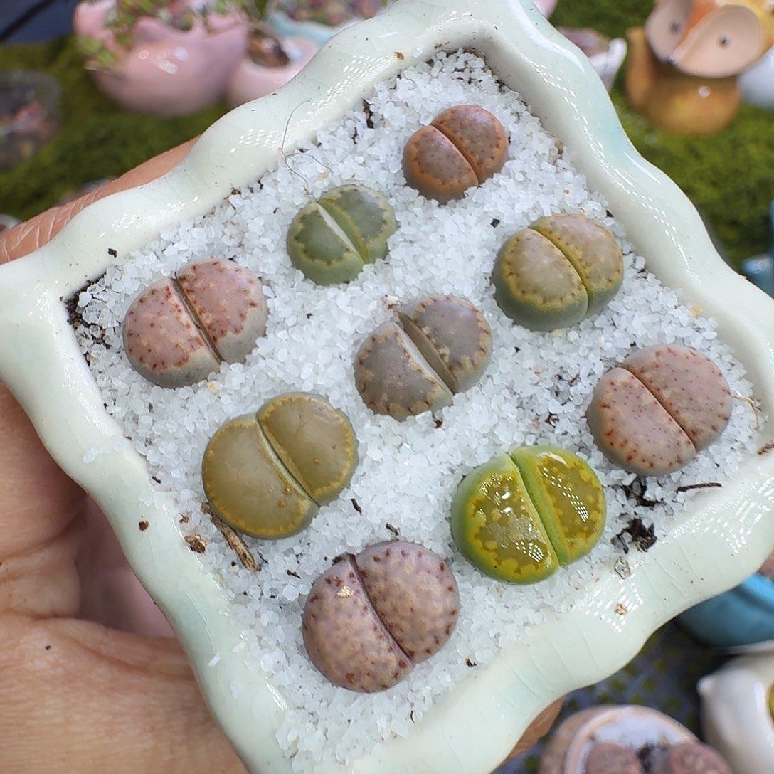 多肉植物福利冲1227