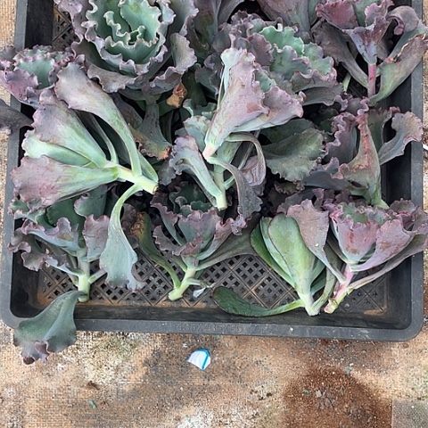 树***晨78号包菜系列多肉砍头苗1 7头