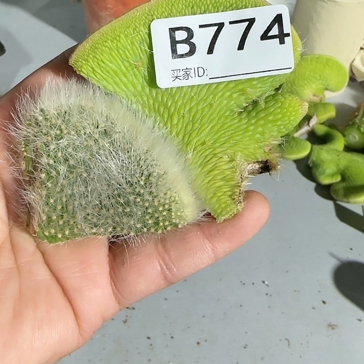 @****.青蛇缀化➕九尾狐缀化774