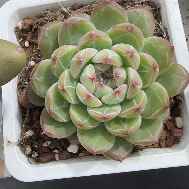 青蛙王子儿童牙膏套装11